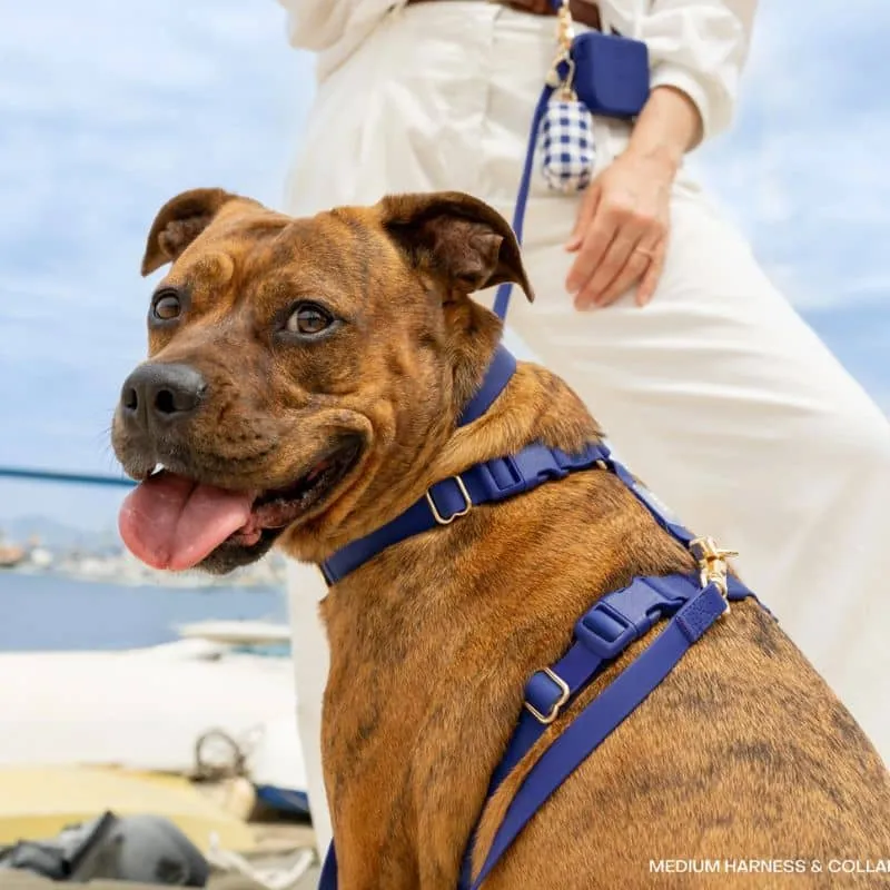 🆕 HARNAIS POUR CHIEN WATERPROOF - BLEU MARINE "NAVY" *BOUCLES COULEURS*