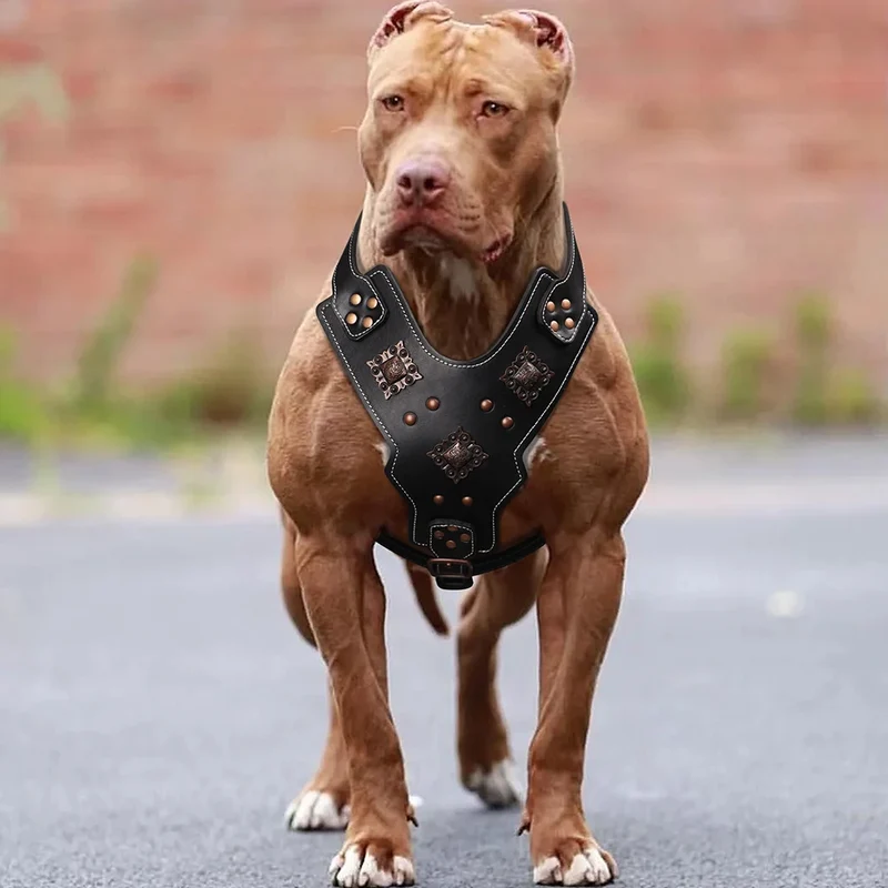 Harnais Cuir Gros Chien Poignée de Contrôle et Rivets Cuivrés