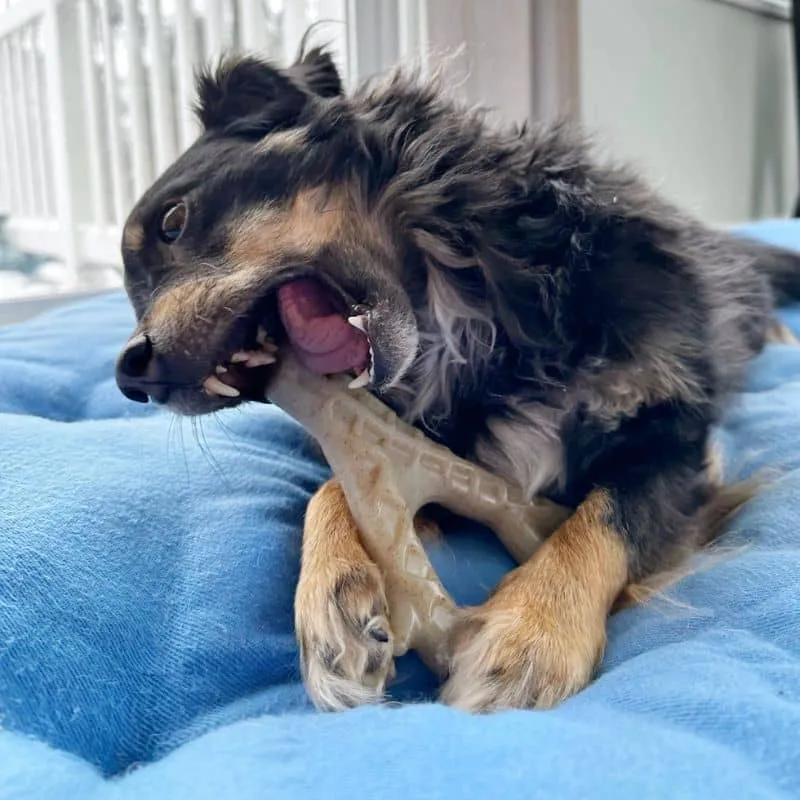 JOUET À MÂCHER POUR CHIEN SAVEUR POULET - BOIS DE CERF