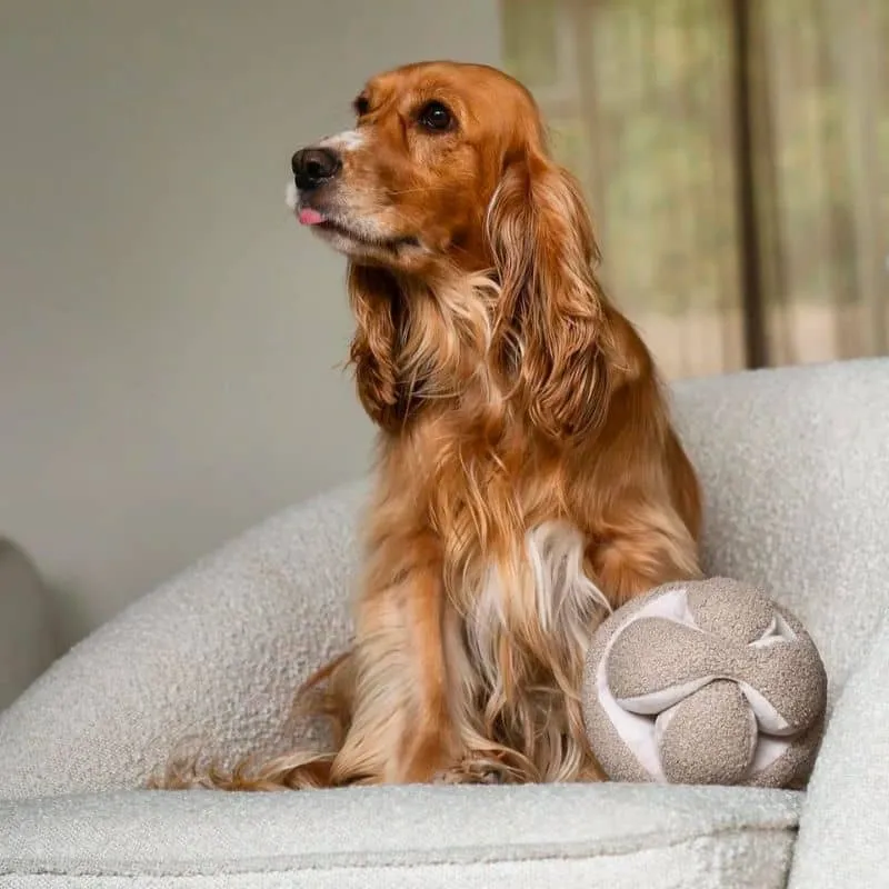 JEU D’OCCUPATION ET DE FOUILLE POUR CHIEN - "MONTI" AVOINE