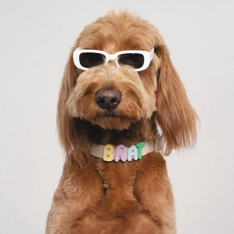 COLLIER POUR CHIEN WATERPROOF - AVOINE (PERSONNALISABLE AVEC DES CHARMS)