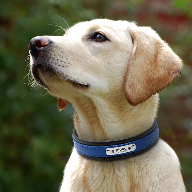 Collier Personnalisé Cuir Rembourré Plaque d'Identification Grand Chien
