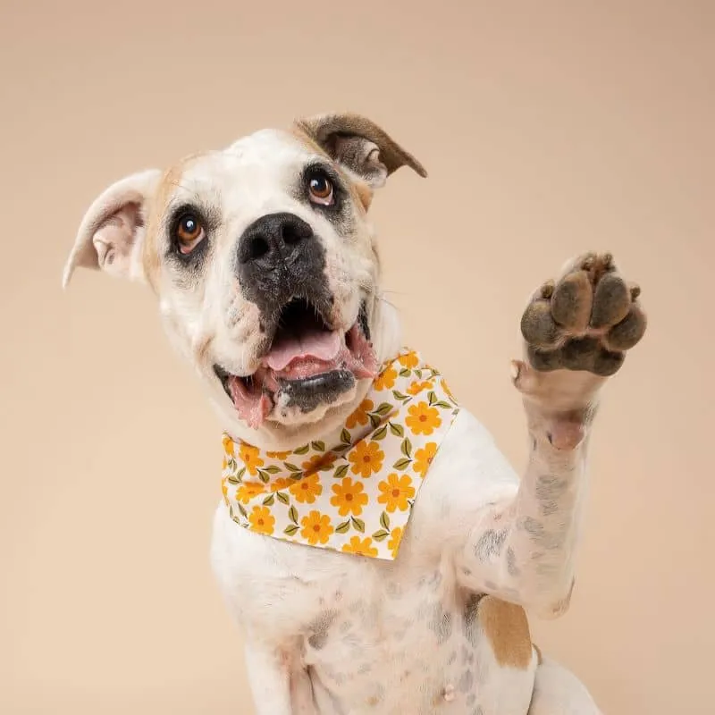 BANDANA POUR CHIEN - FLEURS D'AUTOMNE "MARIGOLD"