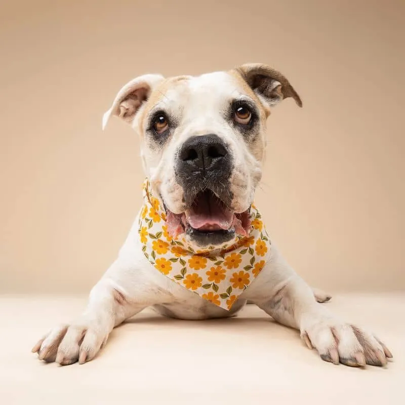 BANDANA POUR CHIEN - FLEURS D'AUTOMNE "MARIGOLD"