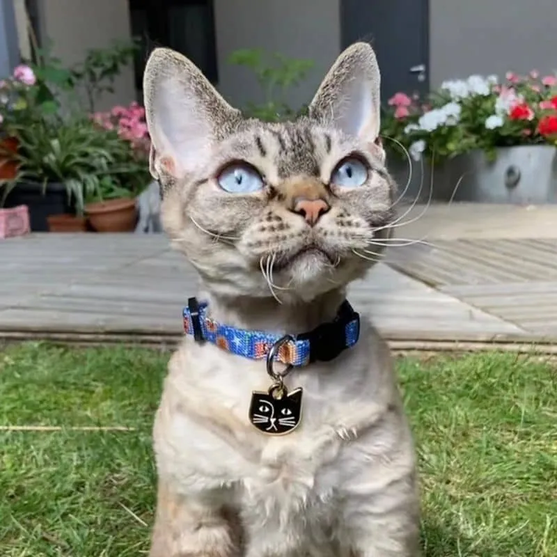 COLLIER POUR CHAT ARTY AVEC MÉDAILLE - VINCAT VAN GOGH