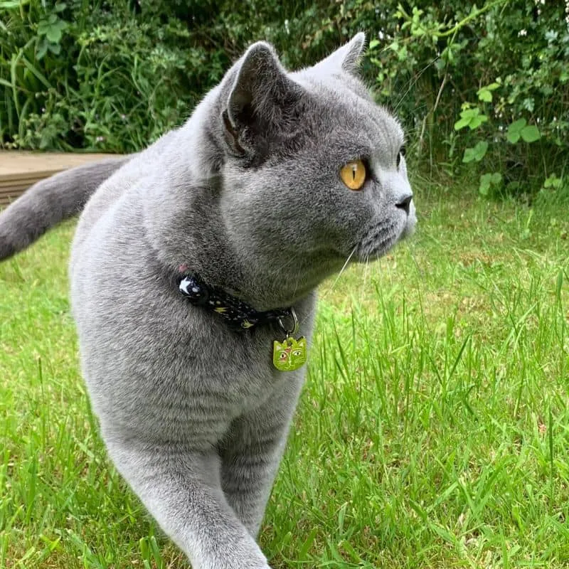 COLLIER POUR CHAT ARTY AVEC MÉDAILLE - KITTY STARDUST