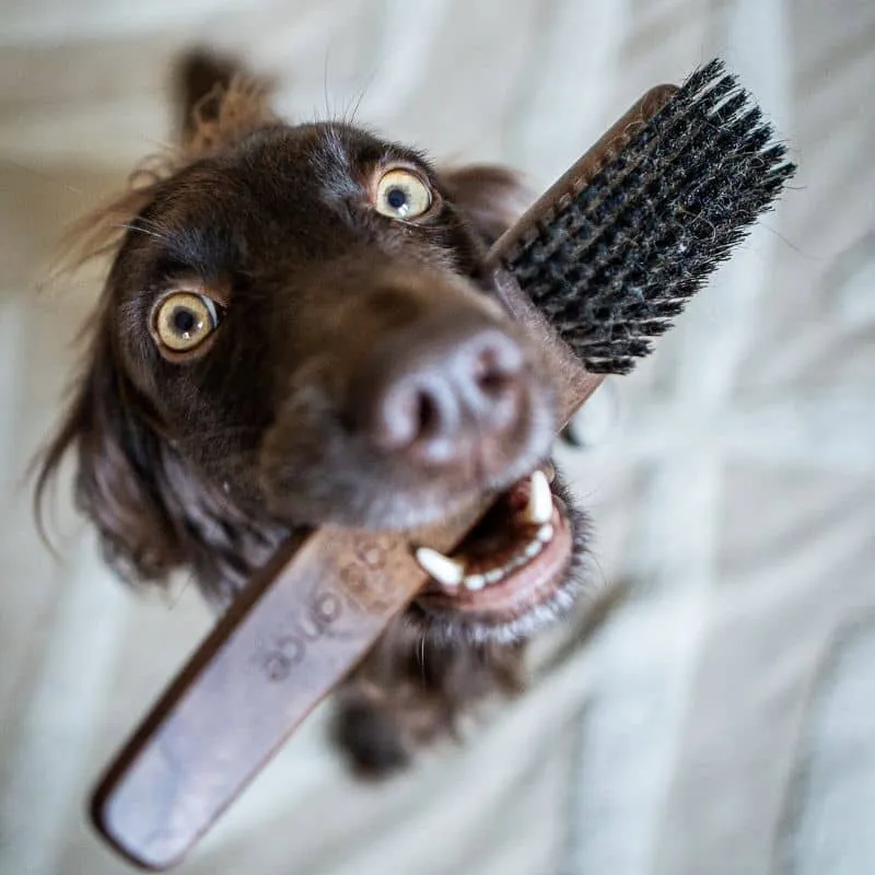 BROSSE EN POILS DE SANGLIER ERGOLANCE POUR CHIEN ET CHAT