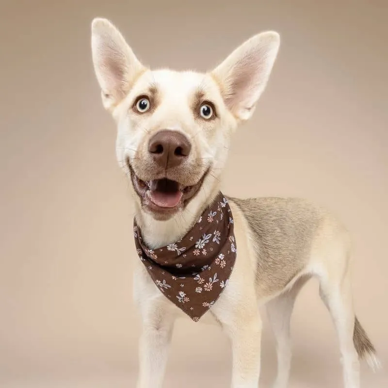 BANDANA POUR CHIEN - MARRON À FLEURS "HAZEL"