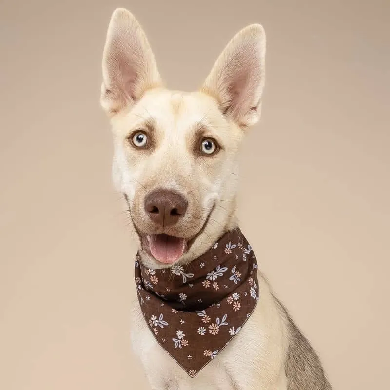 BANDANA POUR CHIEN - MARRON À FLEURS "HAZEL"