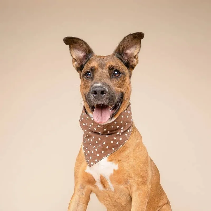 BANDANA POUR CHIEN - POIS MARRON & BLANC "CHOCOLATE DOT"