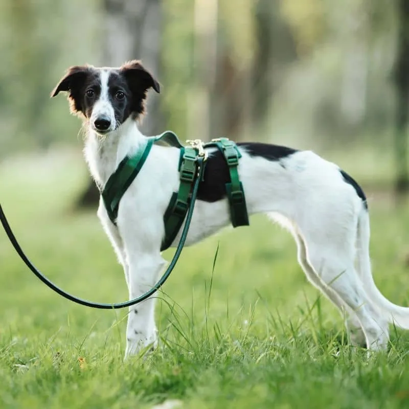 HARNAIS POUR CHIEN ANTI-FUGUE 3 POINTS - SPÉCIAL WHIPPET & LÉVRIER - VELOURS VERT