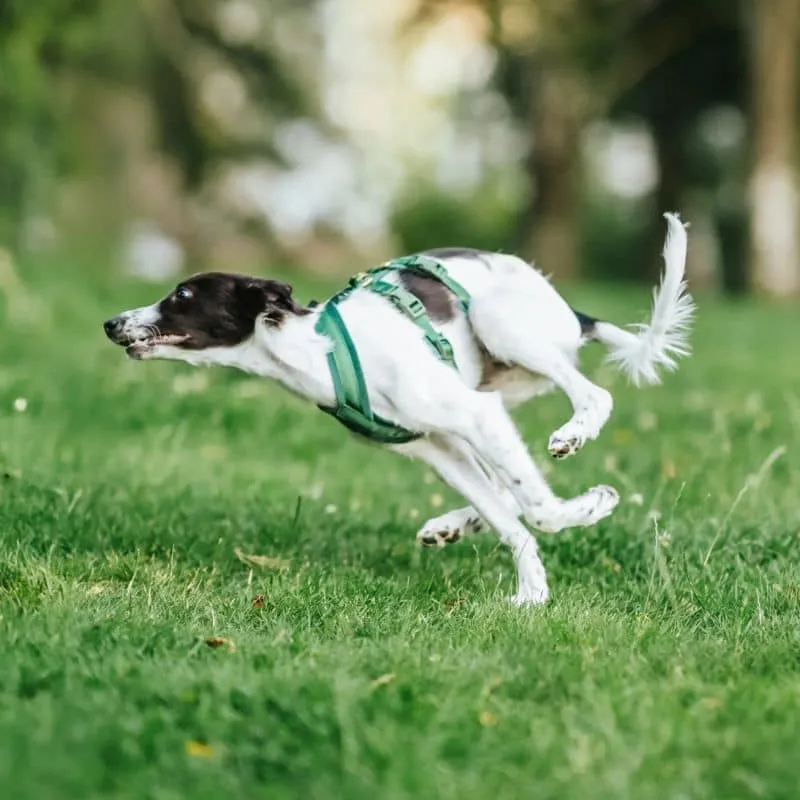 HARNAIS POUR CHIEN ANTI-FUGUE 3 POINTS - SPÉCIAL WHIPPET & LÉVRIER - VELOURS VERT