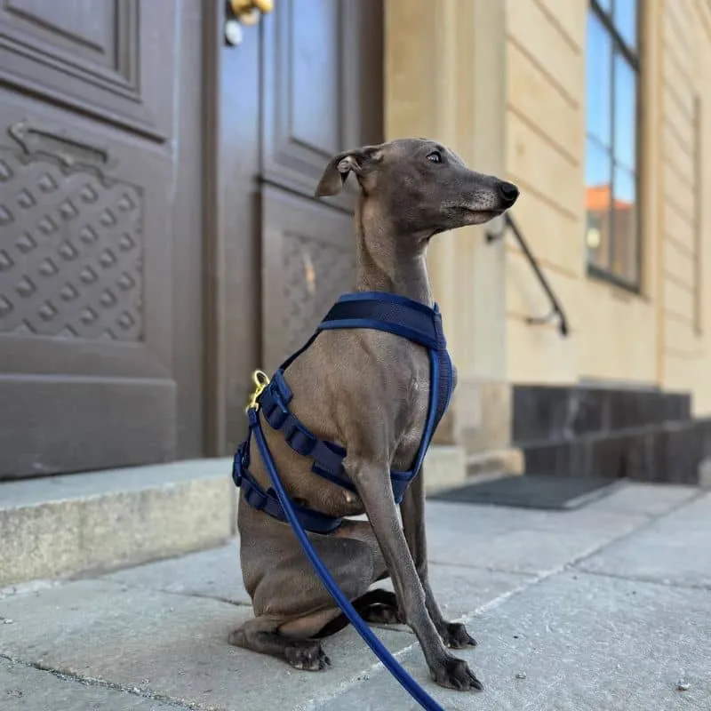 HARNAIS POUR CHIEN ANTI-FUGUE 3 POINTS - SPÉCIAL WHIPPET & LÉVRIER - VELOURS BLEU