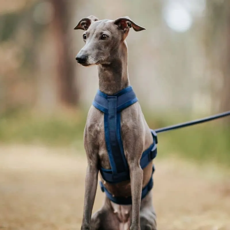 HARNAIS POUR CHIEN ANTI-FUGUE 3 POINTS - SPÉCIAL WHIPPET & LÉVRIER - VELOURS BLEU