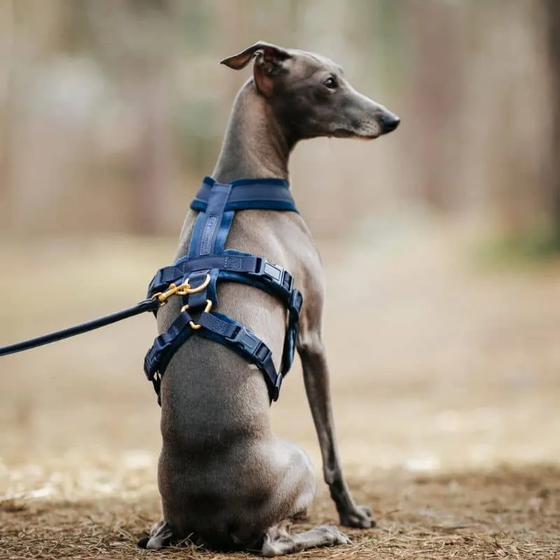 HARNAIS POUR CHIEN ANTI-FUGUE 3 POINTS - SPÉCIAL WHIPPET & LÉVRIER - VELOURS BLEU