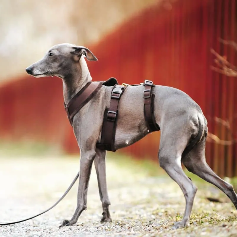 HARNAIS POUR CHIEN ANTI-FUGUE 3 POINTS - SPÉCIAL WHIPPET & LÉVRIER - VELOURS MARRON