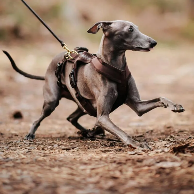 HARNAIS POUR CHIEN ANTI-FUGUE 3 POINTS - SPÉCIAL WHIPPET & LÉVRIER - VELOURS MARRON