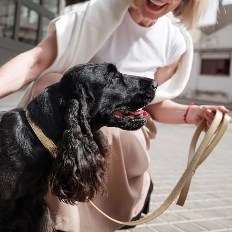 COLLIER EN CUIR POUR CHIEN - MÉTAL DORÉ