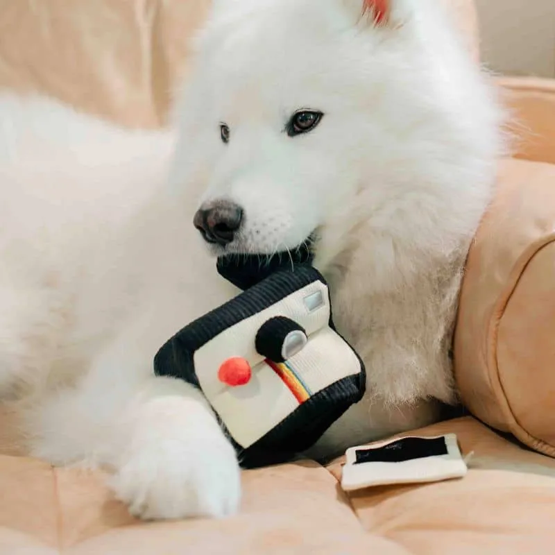 JEU D’OCCUPATION ET DE FOUILLE POUR CHIEN - APPAREIL PHOTO 📷