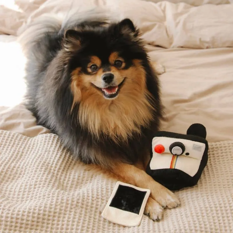 JEU D’OCCUPATION ET DE FOUILLE POUR CHIEN - APPAREIL PHOTO 📷