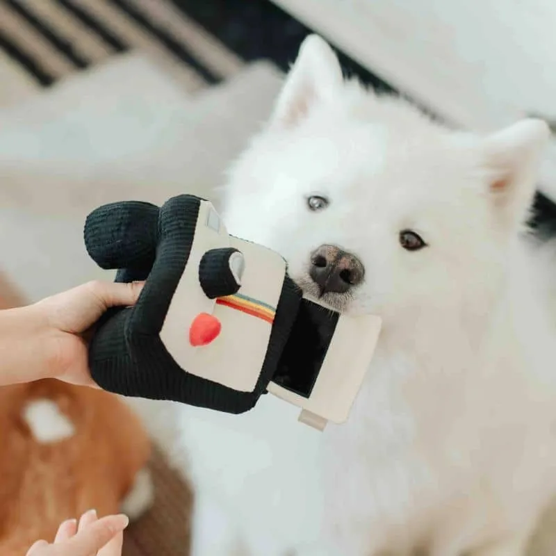 JEU D’OCCUPATION ET DE FOUILLE POUR CHIEN - APPAREIL PHOTO 📷