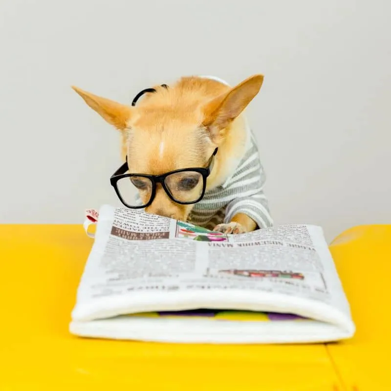 JEU D’OCCUPATION ET DE FOUILLE POUR CHIEN - JOURNAL 🗞️