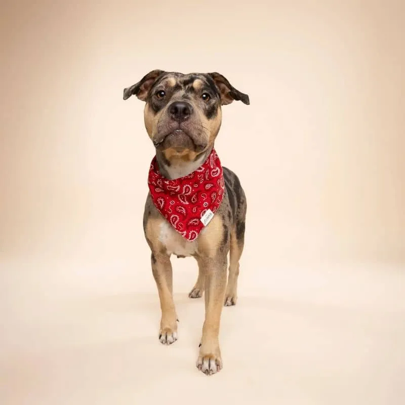 BANDANA POUR CHIEN - DALLAS