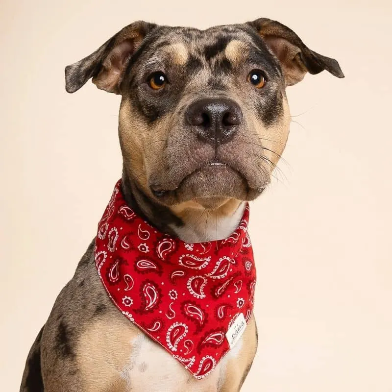 BANDANA POUR CHIEN - DALLAS