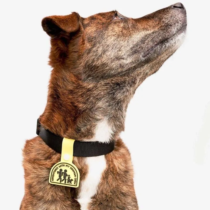 MÉDAILLE POUR CHIEN À CLIP - THE DAILY CLIP (4 DESIGNS AU CHOIX)