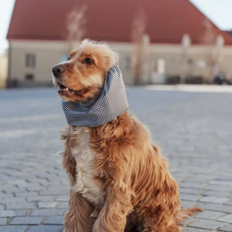 SNOOD WATERPROOF POUR CHIEN - VICHY MARINE ET BLANC