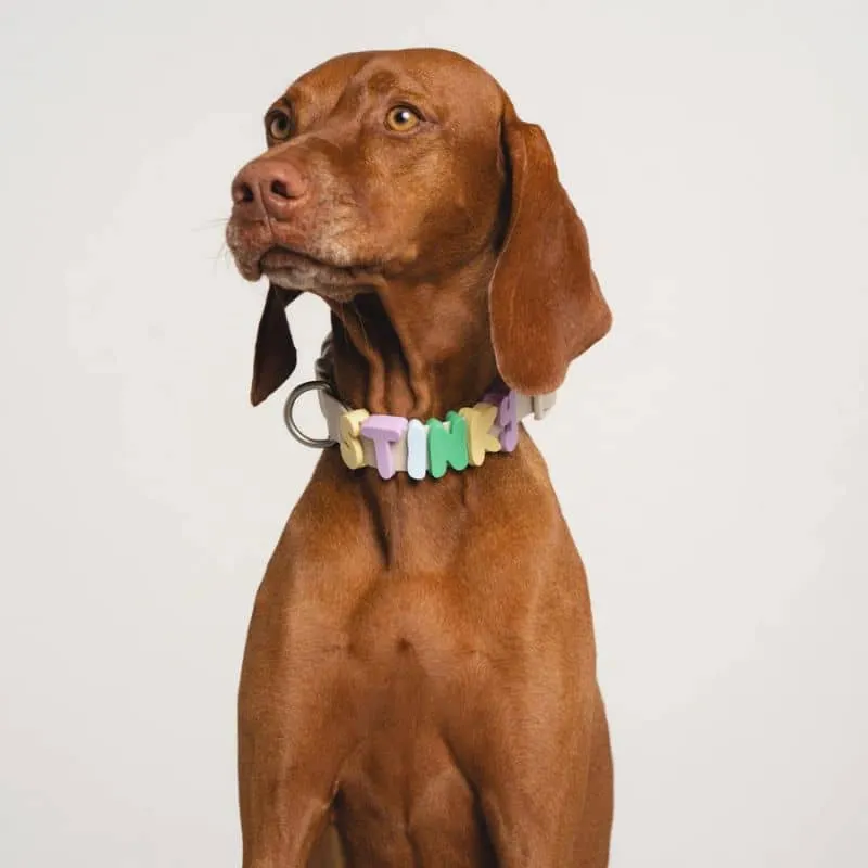 CHARMS SILICONE POUR PERSONNALISER ACCESSOIRE CHIEN - ALPHABET VERT & BLEU
