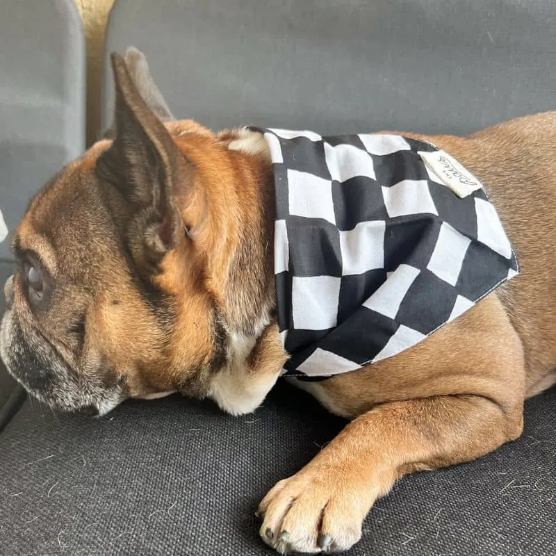 BANDANA POUR CHIEN - CHECKMATE NOIR "CHESS DOG"