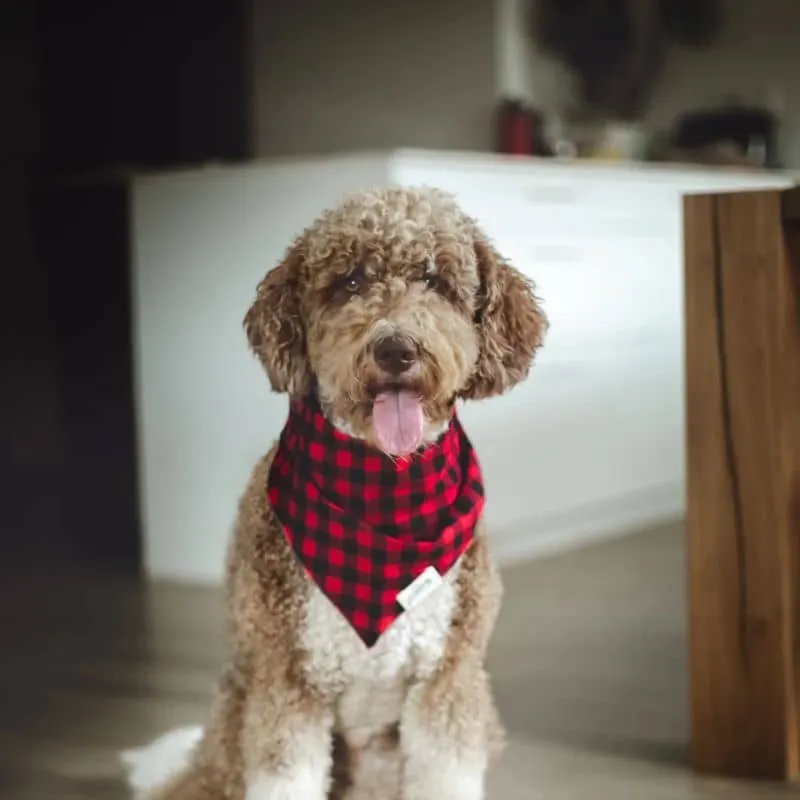 BANDANA POUR CHIEN - CARREAUX BUCHERON ROUGE "WHISKEY"