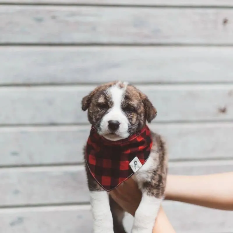 BANDANA POUR CHIEN - CARREAUX BUCHERON ROUGE "WHISKEY"