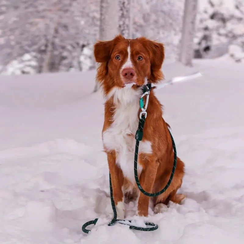 LAISSE EN CORDE POUR CHIEN - VERT FONCÉ EVERGREEN