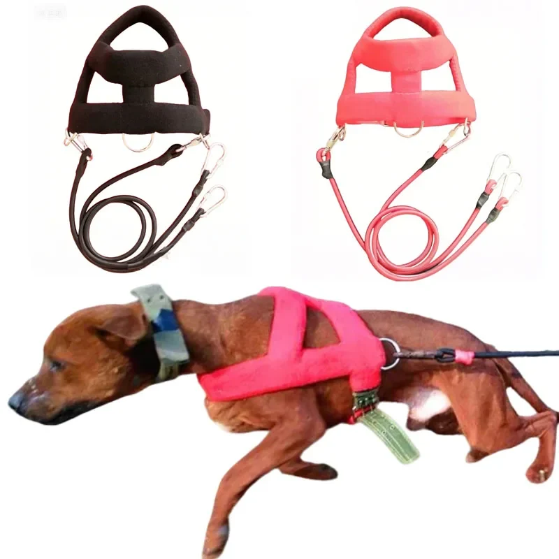 Harnais de Traction Pitbull Plastron Rembourré Corde Élastique