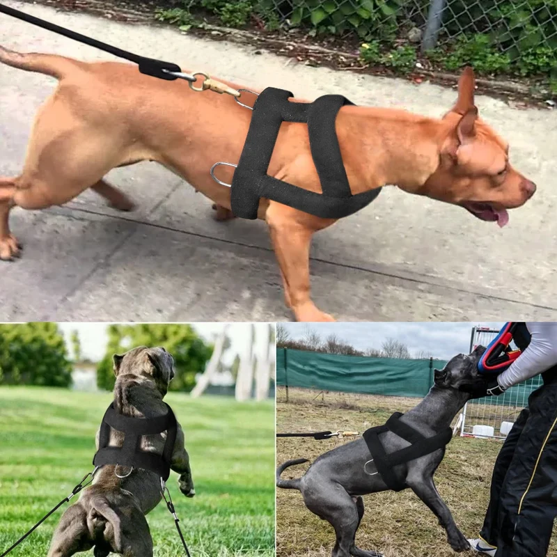 Harnais de Traction Pitbull Plastron Rembourré Corde Élastique