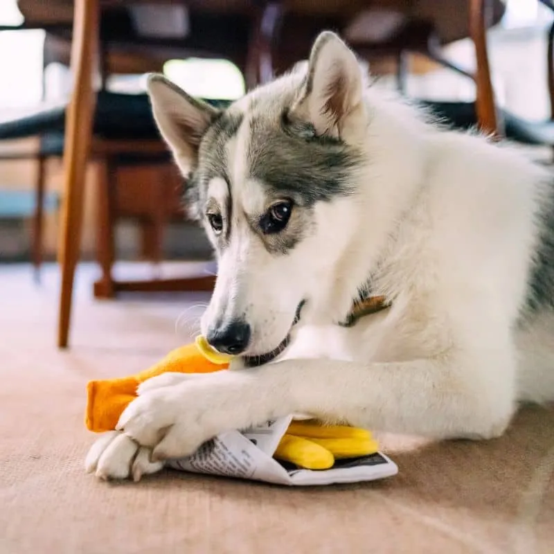 PELUCHE POUR CHIEN - FISH & CHIPS