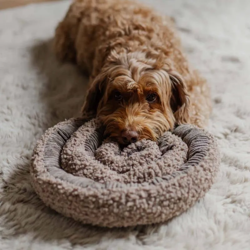 JEU D’OCCUPATION ET DE FOUILLE POUR CHIEN - SWIRL (3 COULEURS DISPO)