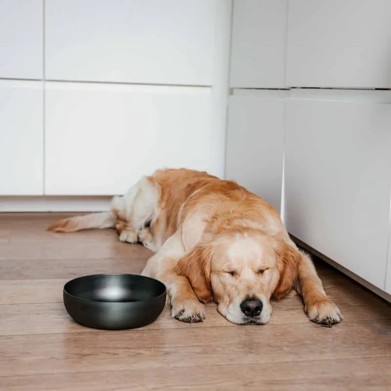GAMELLE POUR CHIEN EN INOX - ANTHRACITE (3 TAILLES DISPO)