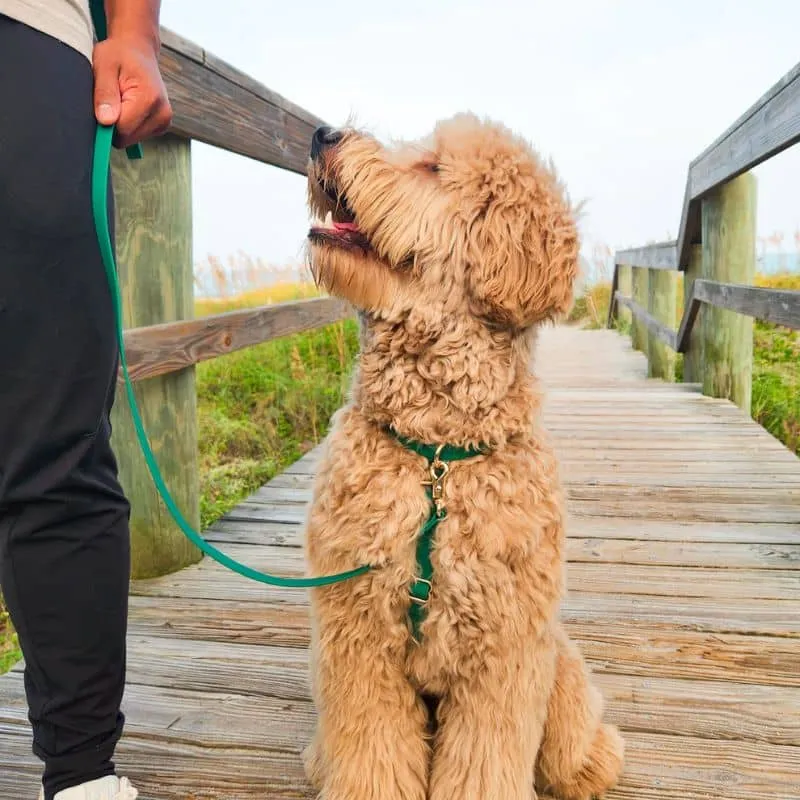 🆕 HARNAIS POUR CHIEN WATERPROOF - VERT *BOUCLES COULEURS*