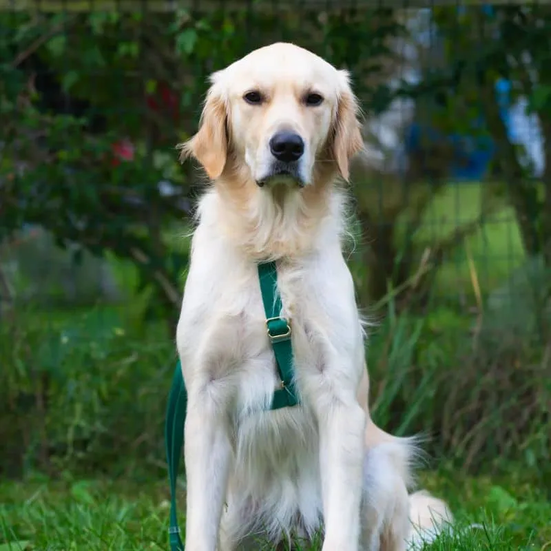 🆕 HARNAIS POUR CHIEN WATERPROOF - VERT *BOUCLES COULEURS*