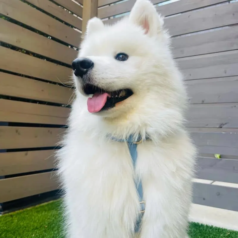 🆕 HARNAIS POUR CHIEN WATERPROOF - BLEU CIEL *BOUCLES COULEURS*