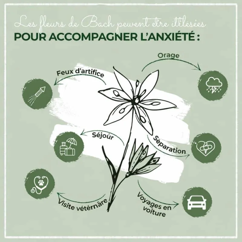 MÉLANGE DE FLEURS DE BACH POUR CHIEN ET CHAT N°2 - CONFIANCE & ASSURANCE