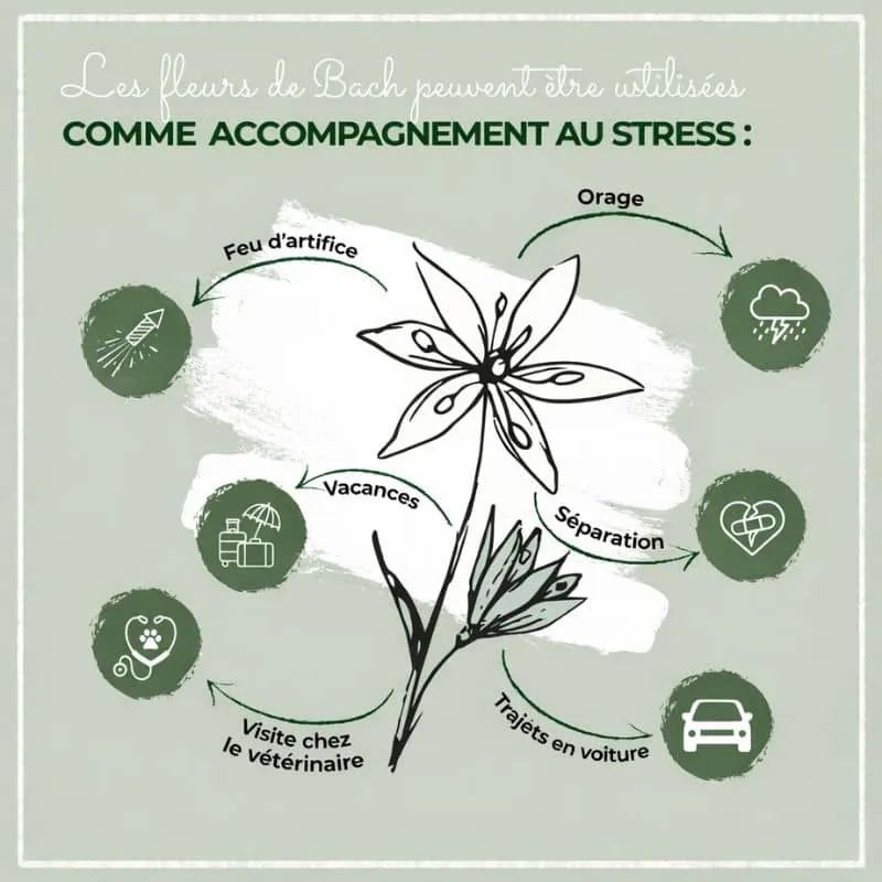 MÉLANGE DE FLEURS DE BACH POUR CHIEN ET CHAT N°1 - STRESS & ANXIÉTÉ