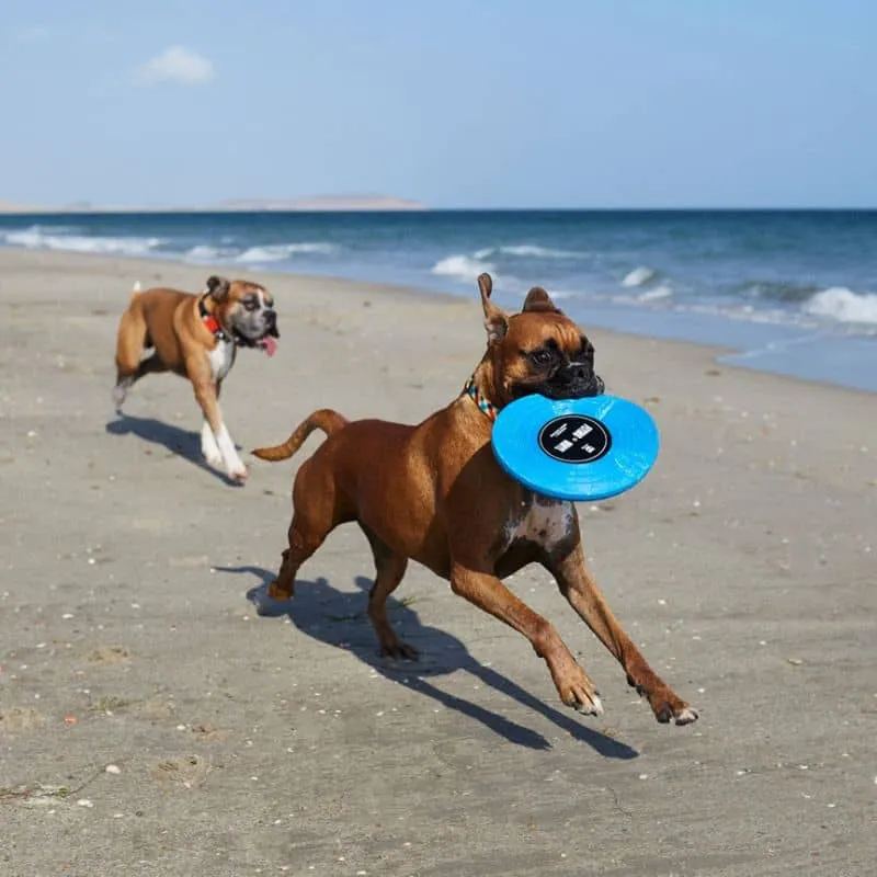 FRISBEE POUR CHIEN - DISQUE VINYLE