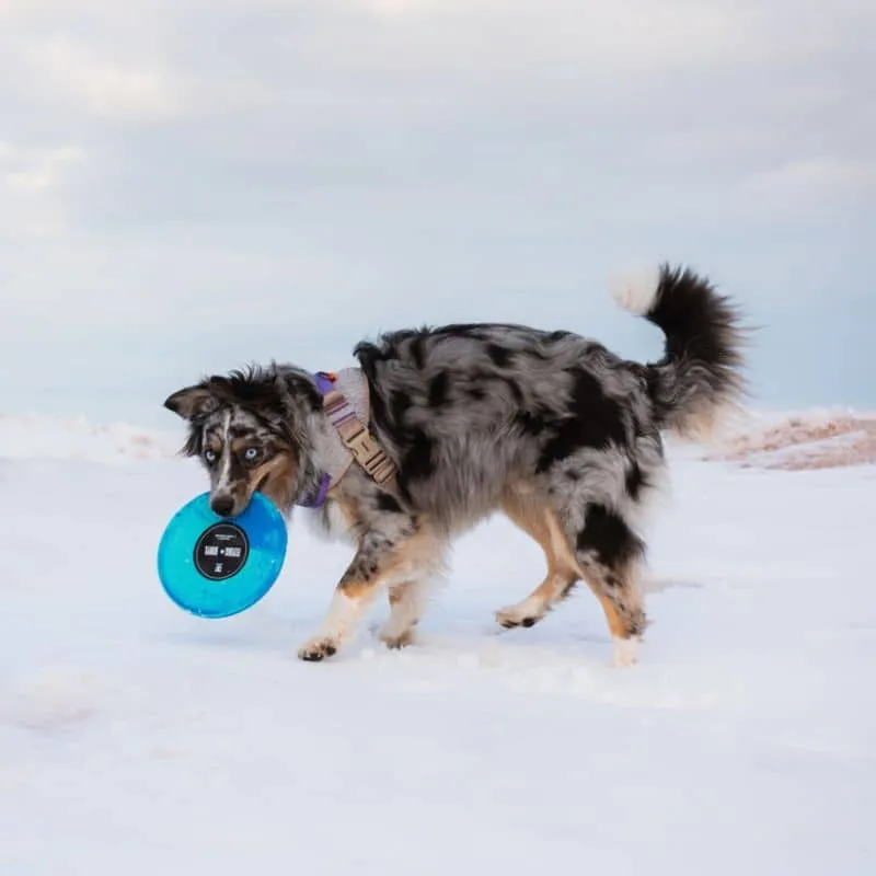 FRISBEE POUR CHIEN - DISQUE VINYLE