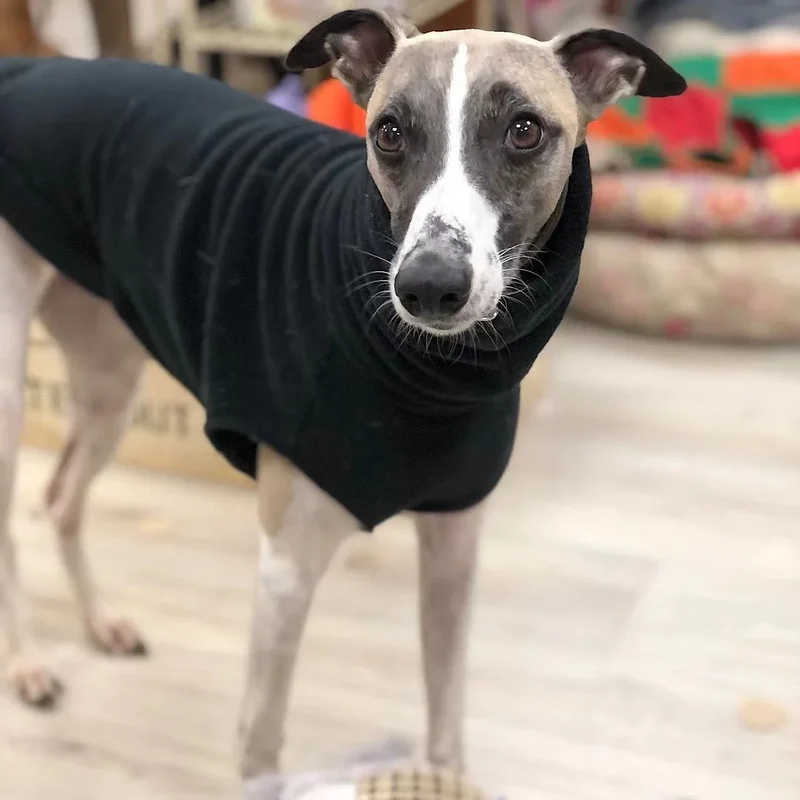 Pull Polaire Col Roulé Lévrier Whippet Italien