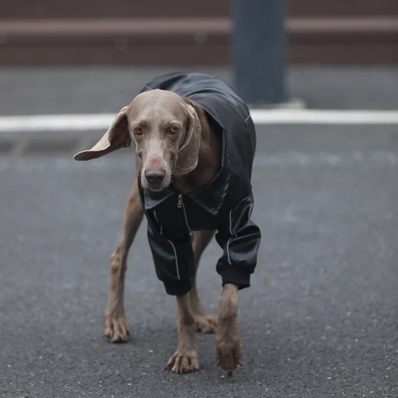 Manteau Biker Simili Zippé Coupe-Vent Gros Chien