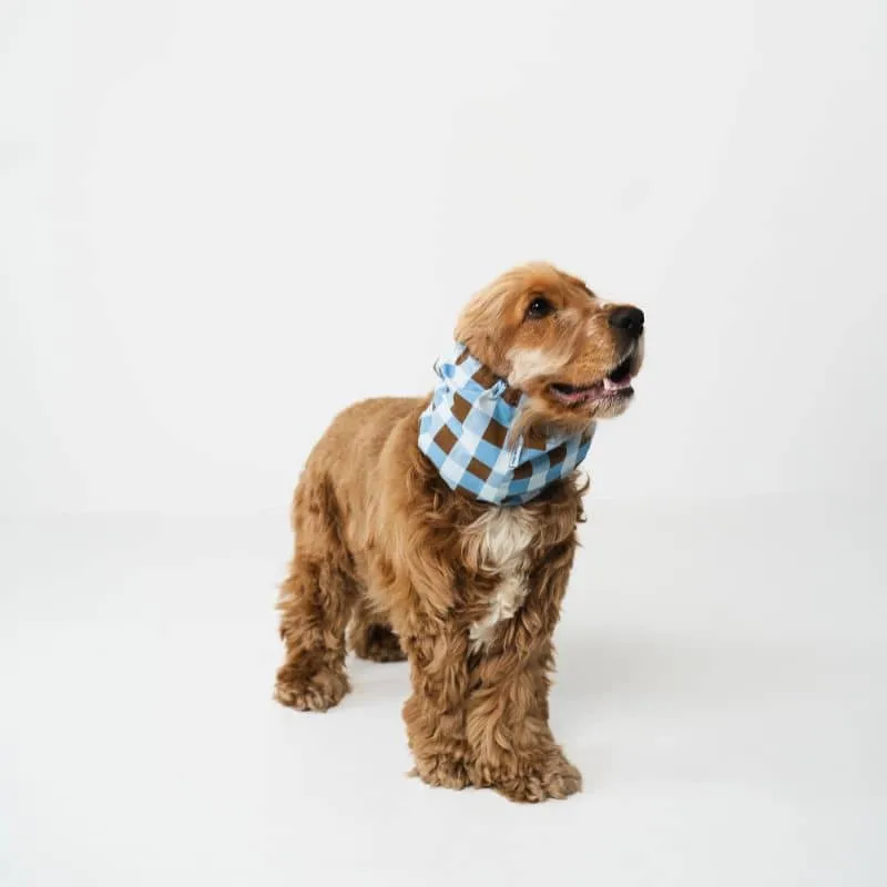 SNOOD POUR CHIEN EN COTON - CARREAUX MARRON & BLEU